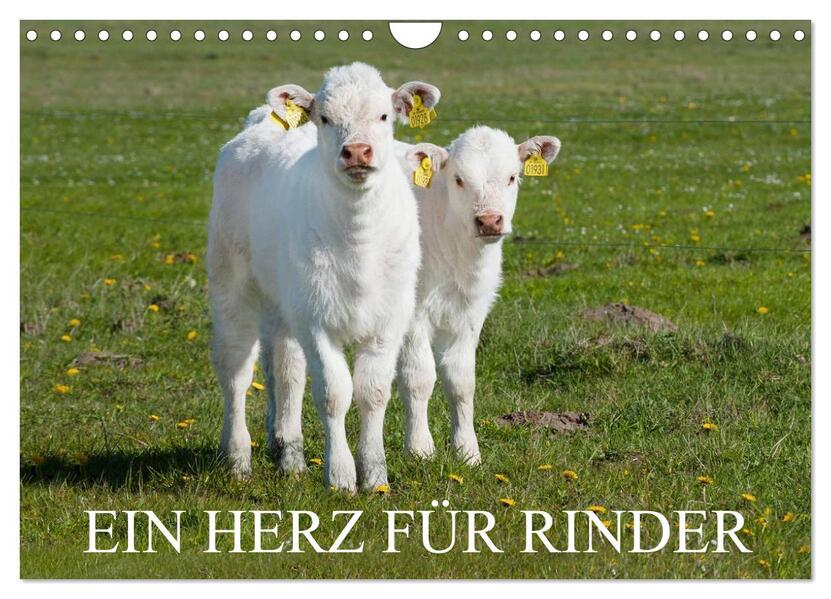 Ein Herz für Rinder (Wandkalender 2026 DIN A4 quer) CALVENDO Monatskalender