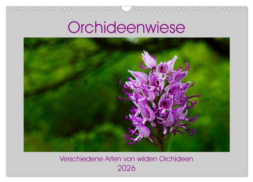Orchideenwiese 2026 (Wandkalender 2026 DIN A3 quer) CALVENDO Monatskalender