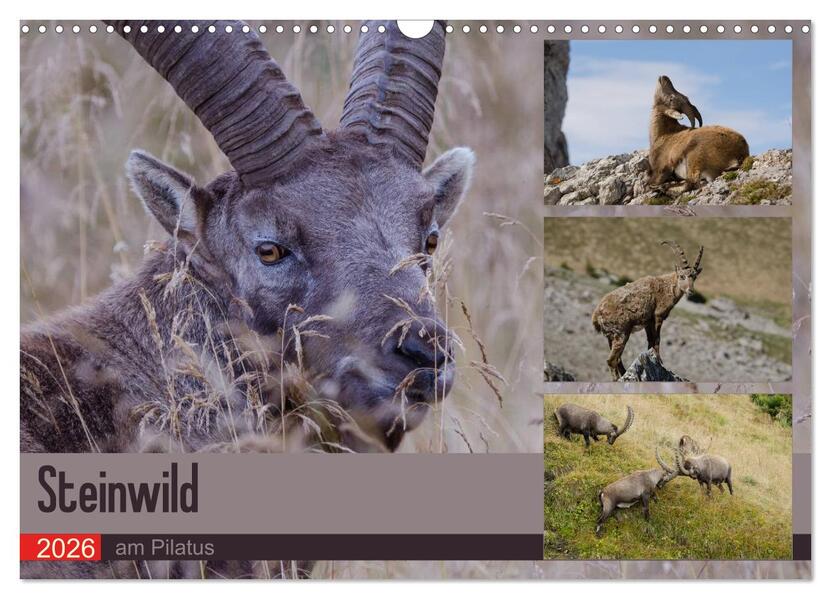 Steinwild am Pilatus (Wandkalender 2026 DIN A3 quer) CALVENDO Monatskalender