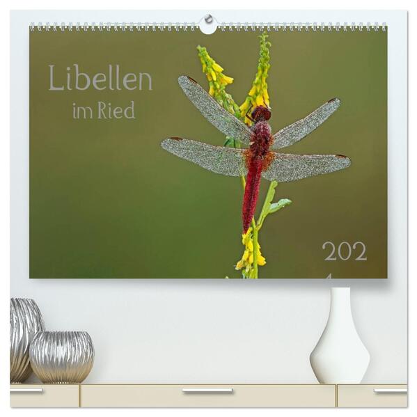 Libellen im Ried (hochwertiger Premium Wandkalender 2026 DIN A2 quer) Kunstdruck in Hochglanz