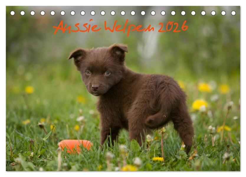 Aussie Welpen 2026 (Tischkalender 2026 DIN A5 quer) CALVENDO Monatskalender