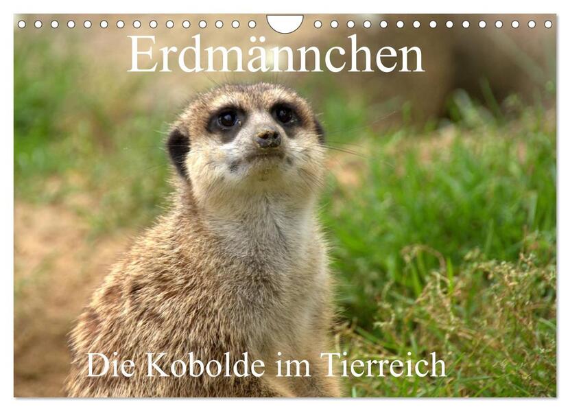 Erdmännchen - Die Kobolde im Tierreich (Wandkalender 2026 DIN A4 quer) CALVENDO Monatskalender
