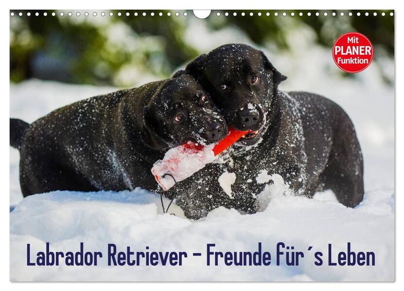 Labrador Retriever - Freunde fürs Leben (Wandkalender 2026 DIN A3 quer) CALVENDO Monatskalender