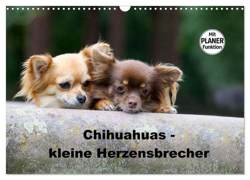 Chihuahuas - kleine Herzensbrecher (Wandkalender 2026 DIN A3 quer) CALVENDO Monatskalender