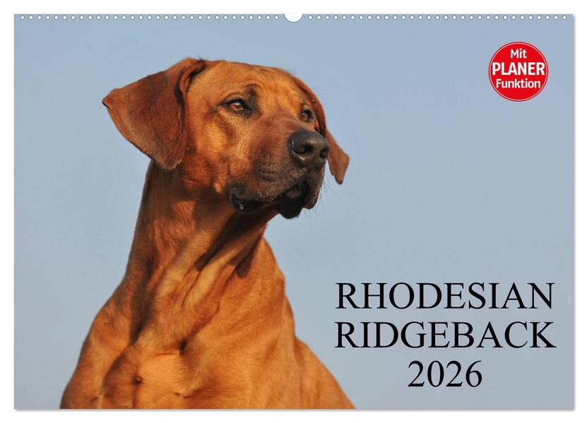 Rhodesian Ridgeback 2026 (Wandkalender 2026 DIN A2 quer) CALVENDO Monatskalender