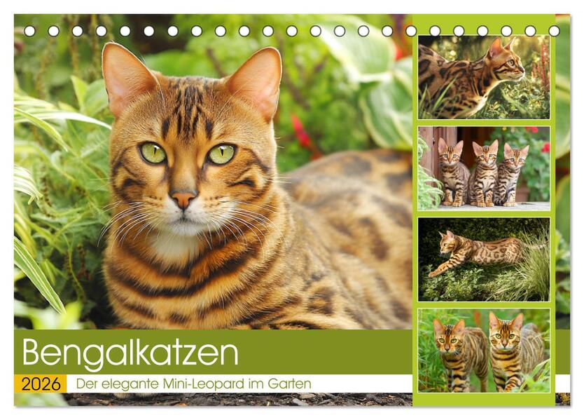 Bengalkatzen. Der elegante Mini-Leopard im Garten (Tischkalender 2026 DIN A5 quer) CALVENDO Monatskalender
