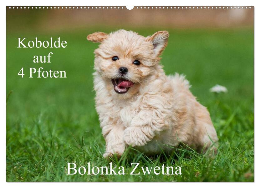 Kobolde auf 4 Pfoten - Bolonka Zwetna (Wandkalender 2026 DIN A2 quer) CALVENDO Monatskalender