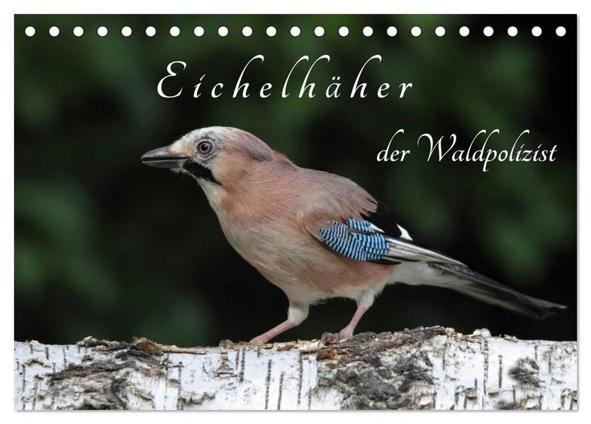 Eichelhäher der Waldpolizist (Tischkalender 2026 DIN A5 quer) CALVENDO Monatskalender