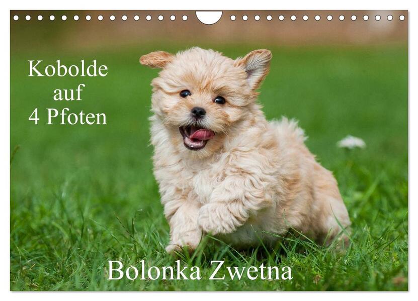 Kobolde auf 4 Pfoten - Bolonka Zwetna (Wandkalender 2026 DIN A4 quer) CALVENDO Monatskalender