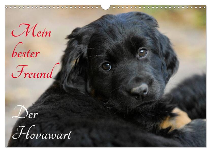 Mein bester Freund - Der Hovawart (Wandkalender 2026 DIN A3 quer) CALVENDO Monatskalender