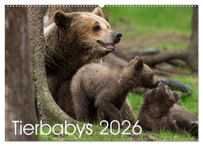 Tierbabys 2026 (Wandkalender 2026 DIN A2 quer) CALVENDO Monatskalender