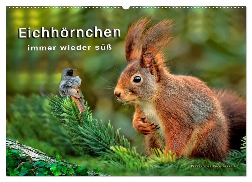 Eichhörnchen - immer wieder süß (Wandkalender 2026 DIN A2 quer) CALVENDO Monatskalender