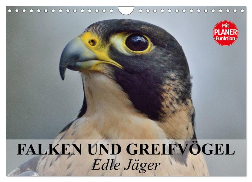 Falken und Greifvögel - Edle Jäger (Wandkalender 2026 DIN A4 quer) CALVENDO Monatskalender