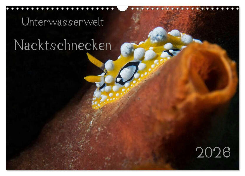 Unterwasserwelt Nacktschnecken (Wandkalender 2026 DIN A3 quer) CALVENDO Monatskalender
