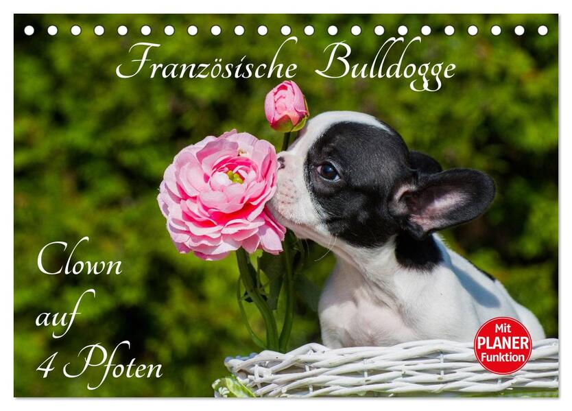 Französische Bulldogge - Clown auf 4 Pfoten (Tischkalender 2026 DIN A5 quer) CALVENDO Monatskalender