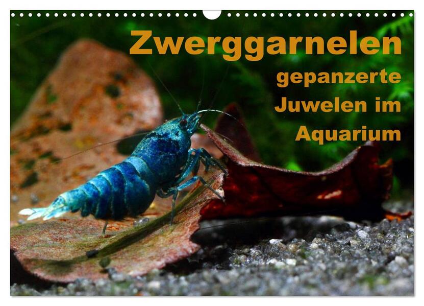 Zwerggarnelen - gepanzerte Juwelen im Aquarium (Wandkalender 2026 DIN A3 quer) CALVENDO Monatskalender