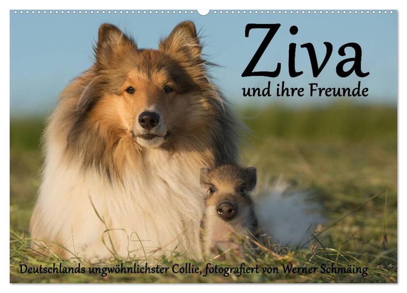 Ziva und ihre Freunde (Wandkalender 2026 DIN A2 quer) CALVENDO Monatskalender