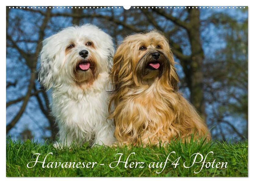 Havaneser - Herz auf 4 Pfoten (Wandkalender 2026 DIN A2 quer) CALVENDO Monatskalender