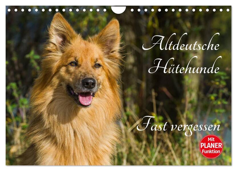 Altdeutsche Hütehunde - Fast vergessen (Wandkalender 2026 DIN A4 quer) CALVENDO Monatskalender