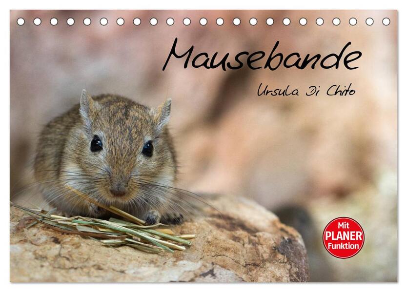 Mausebande (Tischkalender 2026 DIN A5 quer) CALVENDO Monatskalender