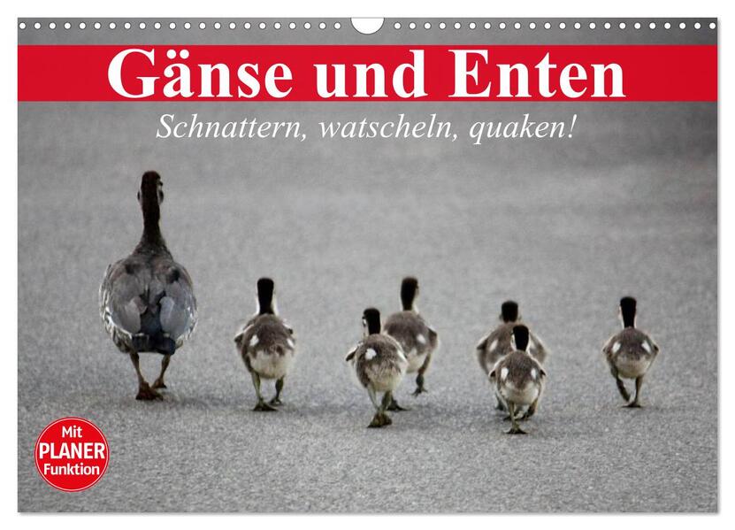 Gänse und Enten. Schnattern watscheln quaken! (Wandkalender 2026 DIN A3 quer) CALVENDO Monatskalender