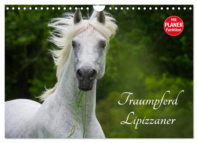 Traumpferd Lipizzaner (Wandkalender 2026 DIN A4 quer) CALVENDO Monatskalender