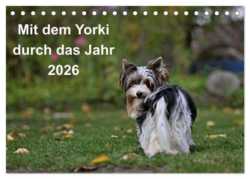 Mit dem Yorki durch das Jahr 2026 (Tischkalender 2026 DIN A5 quer) CALVENDO Monatskalender
