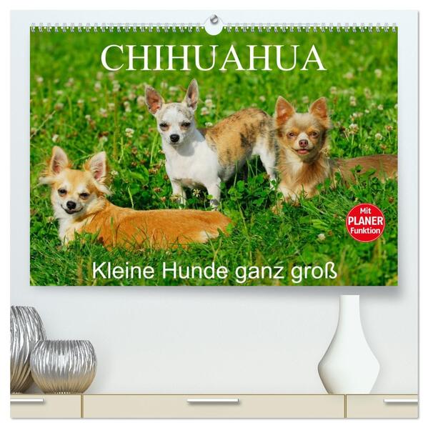 Chihuahua - Kleine Hunde ganz groß (hochwertiger Premium Wandkalender 2026 DIN A2 quer) Kunstdruck in Hochglanz