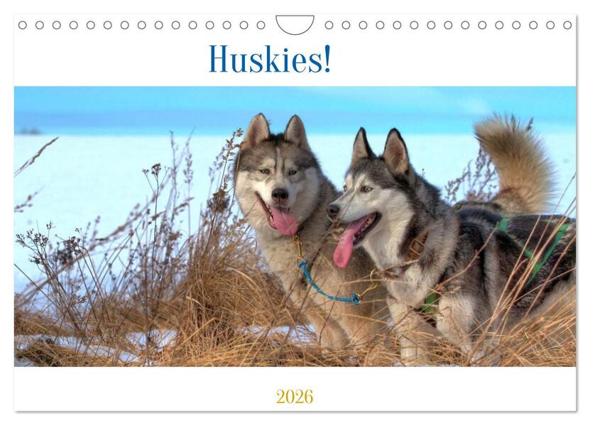 Huskies! (Wandkalender 2026 DIN A4 quer) CALVENDO Monatskalender