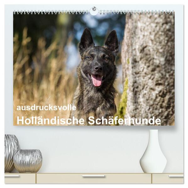 ausdrucksvolle Holländische Schäferhunde (hochwertiger Premium Wandkalender 2026 DIN A2 quer) Kunstdruck in Hochglanz