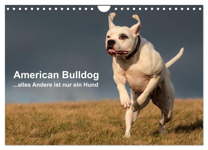 American Bulldog - alles Andere ist nur ein Hund (Wandkalender 2026 DIN A4 quer) CALVENDO Monatskalender