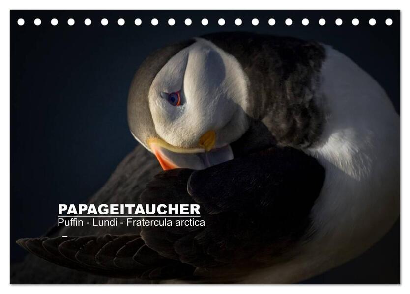 Papageitaucher: Puffin - Lundi - Fratercula arctica (Tischkalender 2026 DIN A5 quer) CALVENDO Monatskalender