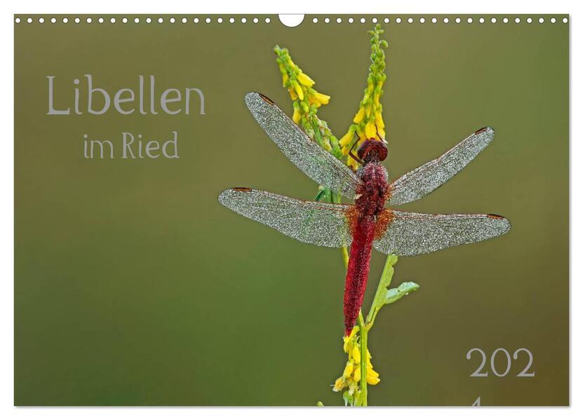 Libellen im Ried (Wandkalender 2026 DIN A3 quer) CALVENDO Monatskalender