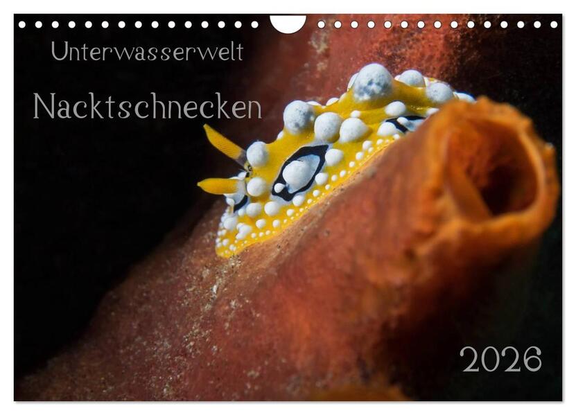 Unterwasserwelt Nacktschnecken (Wandkalender 2026 DIN A4 quer) CALVENDO Monatskalender