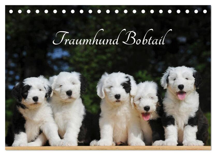 Traumhund Bobtail (Tischkalender 2026 DIN A5 quer) CALVENDO Monatskalender