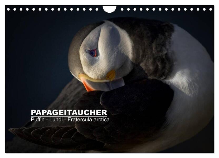Papageitaucher: Puffin - Lundi - Fratercula arctica (Wandkalender 2026 DIN A4 quer) CALVENDO Monatskalender