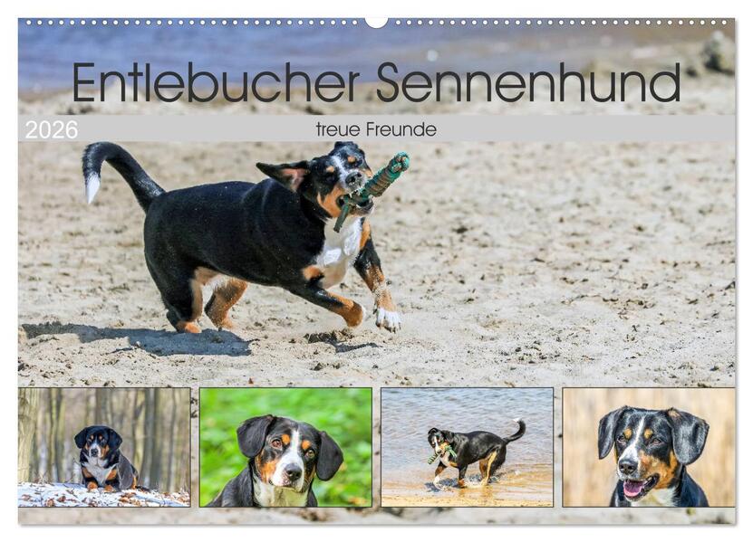 Entlebucher Sennenhund - treue Freunde (Wandkalender 2026 DIN A2 quer) CALVENDO Monatskalender
