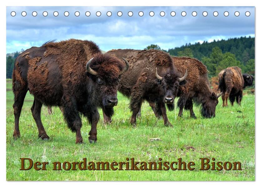 Der nordamerikanische Bison (Tischkalender 2026 DIN A5 quer) CALVENDO Monatskalender