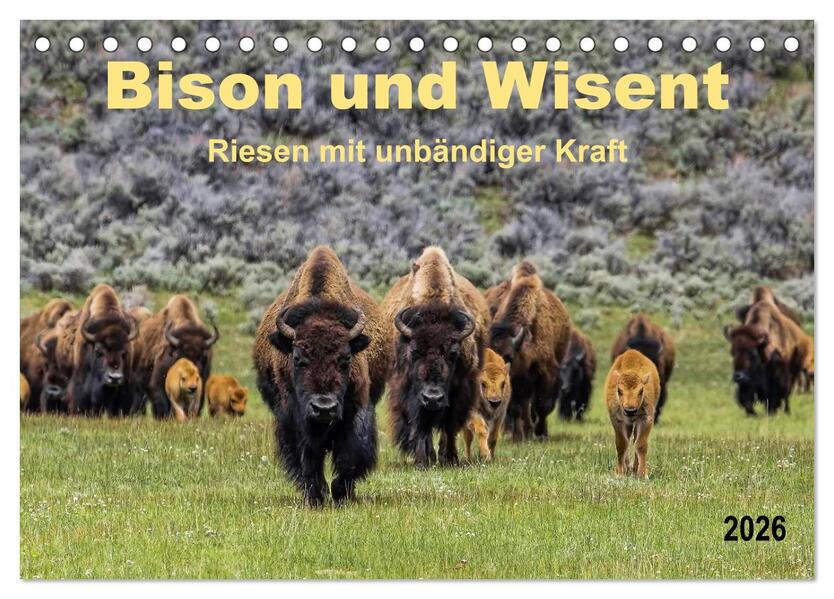 Bison und Wisent - Riesen mit unbändiger Kraft (Tischkalender 2026 DIN A5 quer) CALVENDO Monatskalender