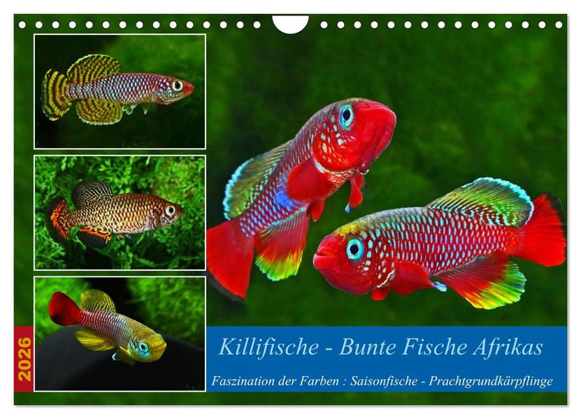 Killifische - Bunte Fische Afrikas (Wandkalender 2026 DIN A4 quer) CALVENDO Monatskalender