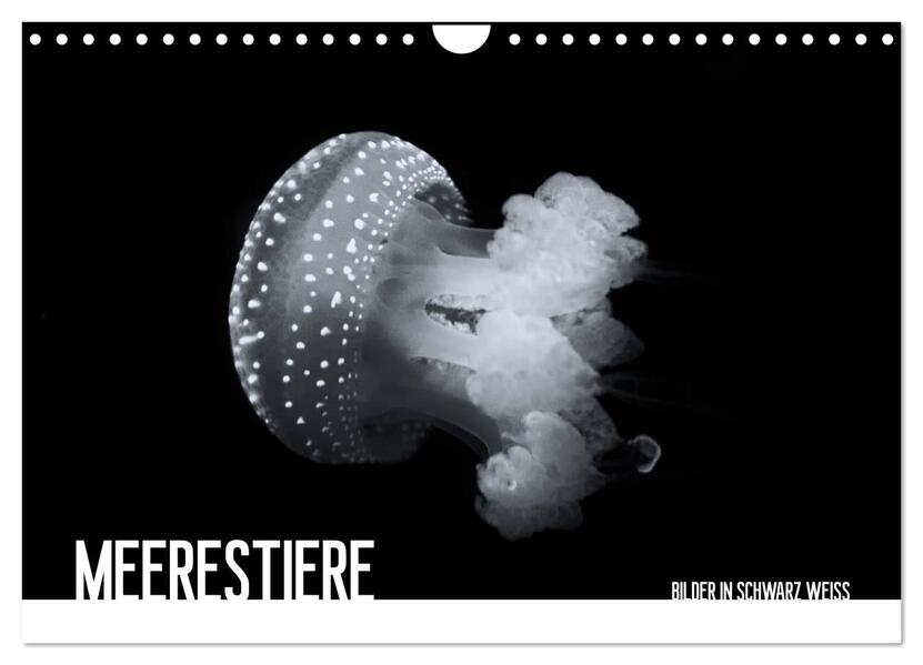 Meerestiere Bilder in Schwarz Weiss (Wandkalender 2026 DIN A4 quer) CALVENDO Monatskalender
