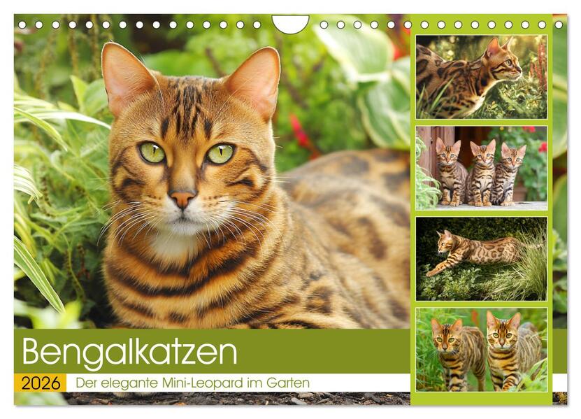 Bengalkatzen. Der elegante Mini-Leopard im Garten (Wandkalender 2026 DIN A4 quer) CALVENDO Monatskalender