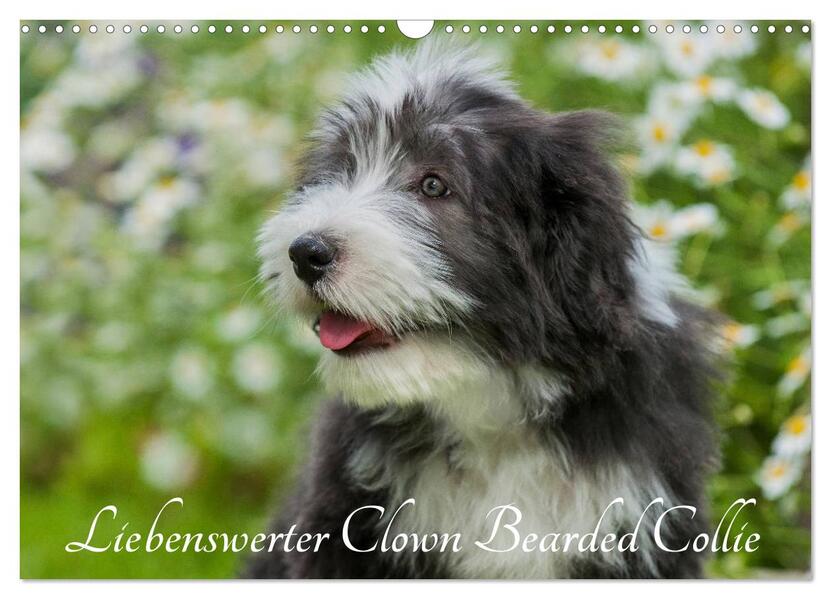 Liebenswerter Clown Bearded Collie (Wandkalender 2026 DIN A3 quer) CALVENDO Monatskalender