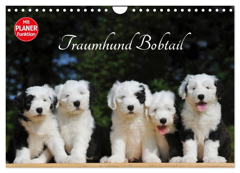 Traumhund Bobtail (Wandkalender 2026 DIN A4 quer) CALVENDO Monatskalender