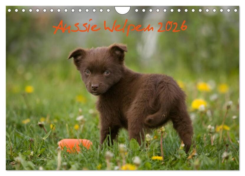 Aussie Welpen 2026 (Wandkalender 2026 DIN A4 quer) CALVENDO Monatskalender