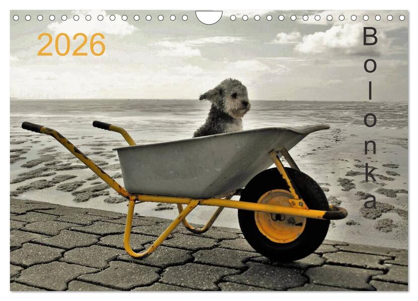 Bolonka 2026 (Wandkalender 2026 DIN A4 quer) CALVENDO Monatskalender