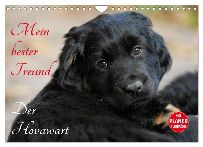 Mein bester Freund - Der Hovawart (Wandkalender 2026 DIN A4 quer) CALVENDO Monatskalender