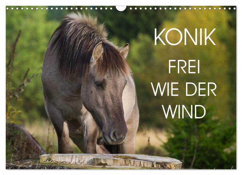 Konik - Frei geboren (Wandkalender 2026 DIN A3 quer) CALVENDO Monatskalender
