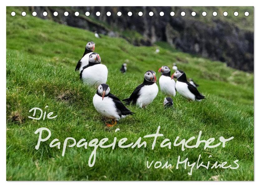 Die Papageientaucher von Mykines (Tischkalender 2026 DIN A5 quer) CALVENDO Monatskalender