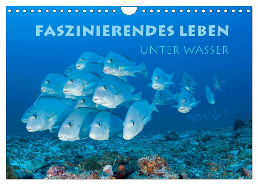 Faszinierendes Leben unter Wasser (Wandkalender 2026 DIN A4 quer) CALVENDO Monatskalender
